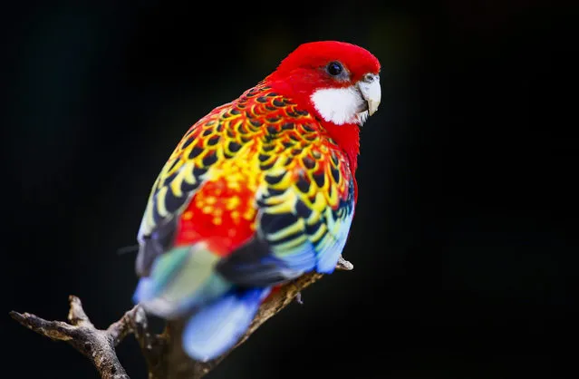 A Golden Mantled Rosella sits on a branch at the World of Birds wildlife sanctuary in Cape Town, South Africa 06 October 2015. This sanctuary is the largest bird park in Africa with over three thousand birds, monkeys and small animals of four hundred different species in walk through enclosures that attract tens of thousands of international visitors each year. (Photo by Nic Bothma/EPA)