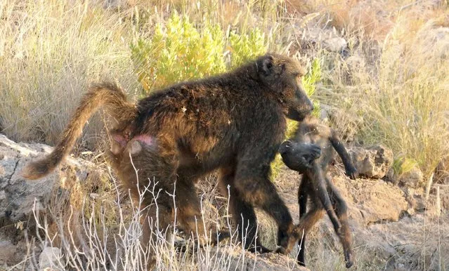 A female Chacma baboon carries a dead infant after it was killed by a dominant male in Tsoaobis Leopard Park in Namibia in this 2013 handout photo provided by Eurekalert.org on November 12, 2014. (Photo by Elise Huchard/Reuters)