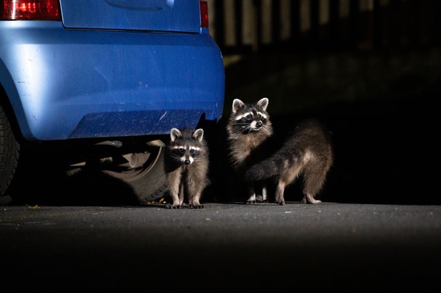A group of raccoons come out after dark in Kassel, Germany in the last decade of June 2025. There are thousands of raccoons in the city, and while many in the city have embraced the animal, the EU classes it as an invasive species and ecologists are divided about what to do next. (Photo by David Hup)