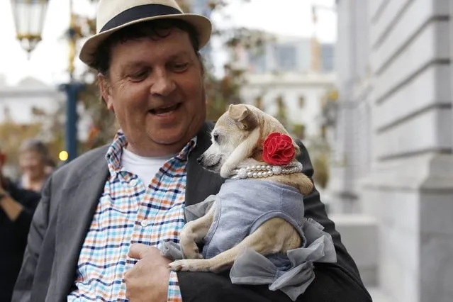 Dean Clark carries Frida, a female Chihuahua, outside City Hall after the San Francisco Board of Supervisors issued a special commendation naming Frida “Mayor of San Francisco for a Day” in San Francisco, California November 18, 2014. (Photo by Stephen Lam/Reuters)