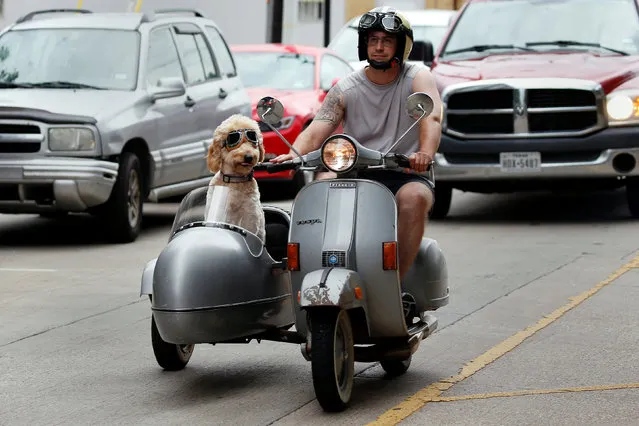 James Butler drives a vintage Vespa scooter with his Goldendoodle Nelson in the sidecar in Dallas, Texas, U.S., July 9, 2016. (Photo by Carlo Allegri/Reuters)