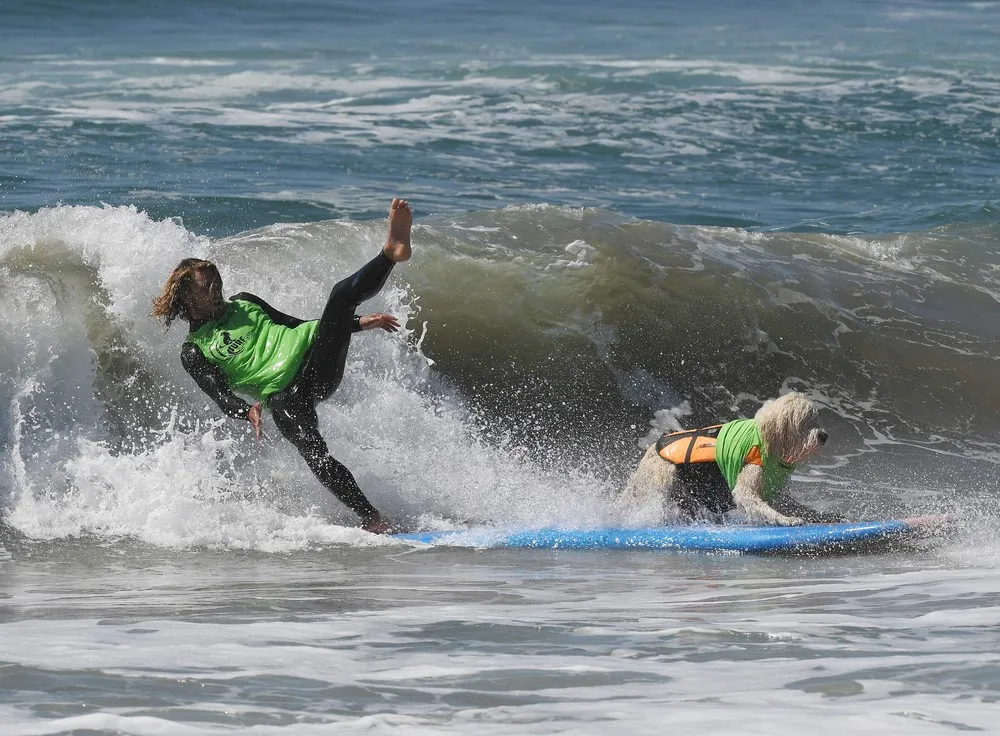 Surf City Surf Dog Contest in California 2016