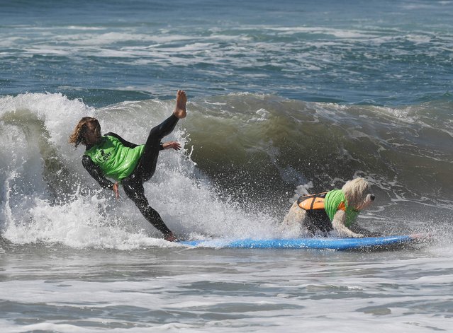 Surf dog Kona Kai the Labradoodle and owner Shaun Lucado compete in the tandem event during the 8th annual Surf City Surf Dog event at Huntington Beach, California on September 25, 2016. (Photo by Mark Ralston/AFP Photo)