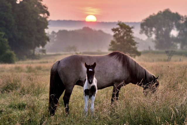 An Icelandic mare and her foal stand on a meadow at a stud farm in Wehrheim near Frankfurt, Germany, Tuesday, June 17, 2025. (Photo by Michael Probst/AP Photo)