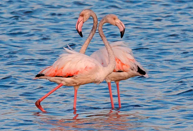 Flamingos (aka Phoenicopterus Roseus) are pictured at a reservoir in Atlit, north of Tel Aviv on October 13, 2020. Flamingos pass through Israel on their way to Africa then again when they return to Europe in the summer. (Photo by Jack Guez/AFP Photo)