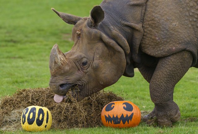 Handout photo issued by Whipsnade Zoo of Hugo, a Greater One Horned Rhino, investigates Halloween pumpkins in his enclosure at Whipsnade Zoo, Dunstable, UK on Wednesday, October 29, 2025. (Photo by Dominic Lipinski/Whipsnade Zoo/PA Wire)