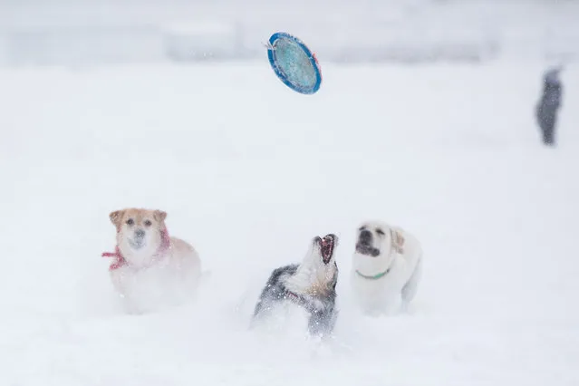 Dogs play with a frisbee in near white-out conditions on the Boston Common on December 17, 2020 in Boston, Massachusetts. More than a foot of snow is expected in the Greater Boston area as Winter Storm Gail delivers snow, rain, sleet and high winds up and down the East Coast. (Photo by Scott Eisen/Getty Images)
