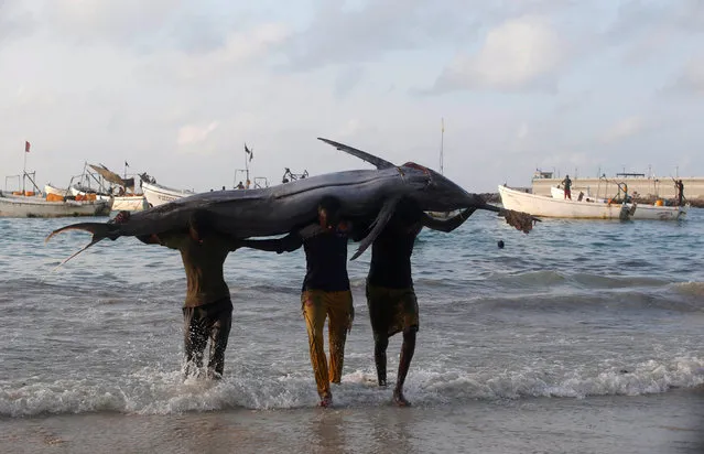 Somali fishermen carry a fish from their vessels on the shores of the Indian Ocean on Liido beach, in Mogadishu, Somalia November 4, 2016. (Photo by Feisal Omar/Reuters)