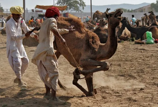 Traders try to control a camel at Pushkar Fair where animals, mainly camels, are brought to be sold and traded in the desert Indian state of Rajasthan November 6, 2016. (Photo by Himanshu Sharma/Reuters)