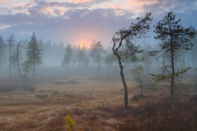 “Beginning of the summer”. A magic moment in the midnight in northern Finland in late may 2012, taken on a swamp towards the midnight sun and nighthaze. Location: Finland, North-eastern, Pudasjarvi. (Photo and caption by Jari-Matti Salonurmi/National Geographic Traveler Photo Contest)