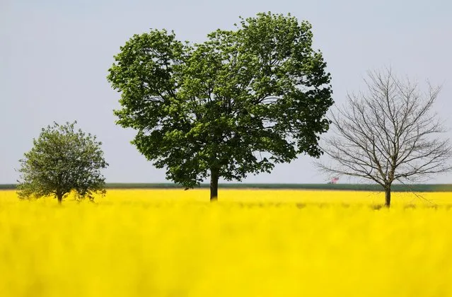 Trees stand in a yellow rapeseed field in Ramillies near Cambrai, France on May 3, 2023. (Photo by Pascal Rossignol/Reuters)