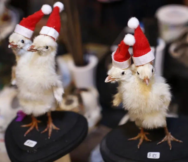 Two-headed chicks adorned in tiny Santa hats are displayed, Sunday, December 13, 2015, at the Morbid Anatomy Museum Holiday Flea Market in the Brooklyn borough of New York. People waited in line as long as and hour and a half to get into the unique holiday market, which offered gifts both frightful and festive. (Photo by Kathy Willens/AP Photo)