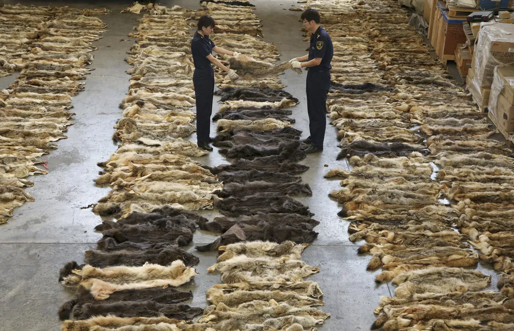 China's Fur Trade