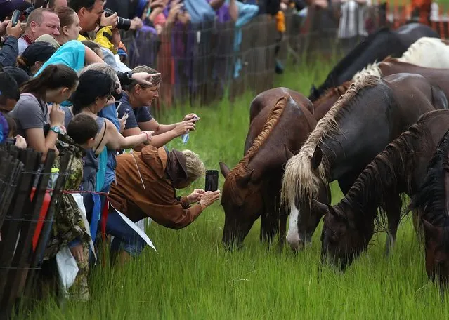 Spectators admire the wild ponies after they swam across the Assateague Channel during the 93rd annual pony swim from Assateague Island to Chincoteague on July 25, 2018 in Chincoteague Island, Virginia. Every year the wild ponies are rounded up on the Assateague national wildlife refuge to be auctioned off by the Chincoteague Volunteer Fire Company. (Photo by Mark Wilson/Getty Images)