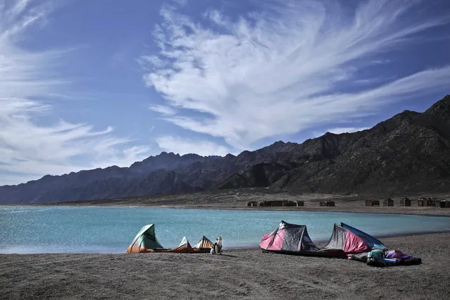 In this Saturday, January 2, 2016 photo, a Husky puppy stands near kites for kite surfing by the shore in Abu Galoum, South Sinai, Egypt. (Photo by Nariman El-Mofty/AP Photo)