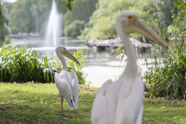 Pelicans are seen at St. James Park which has a variety of bird species and where people experience wild life and nature in London, United Kingdom on August 11, 2023. Staff working at the park feeds the pelicans with fish. (Photo by Rasid Necati Aslim/Anadolu Agency via Getty Images)