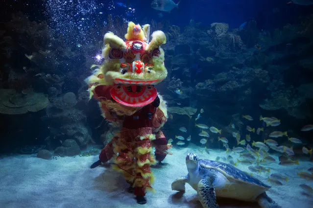 Divers perform an underwater Chinese lion dance on the first day of the Chinese Lunar New Year at Aquaria KLCC underwater park in Kuala Lumpur, Malaysia on Thursday, February 19, 2015. (Photo by Joshua Paul/AP Photo)