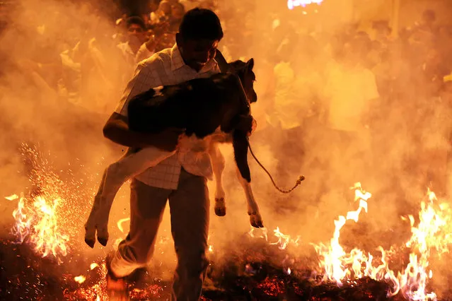 An Indian man carries a calf over a bonfire as part of the Makara Sankranthi or Pongal festival celebrations in Bangalore, India, Friday, January 15, 2016. Cows and bulls are decorated with bright colors during the Hindu festival of thanksgiving that is celebrated after the harvesting season. (Photo by Jagadeesh N.V./EPA)