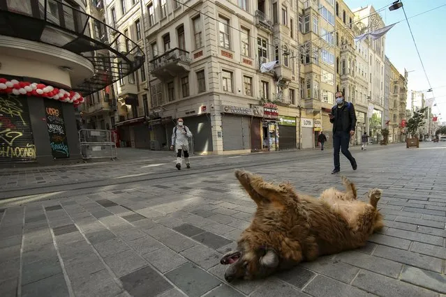 A dog lays on a virtually empty Istiklal Street, in Istanbul, Friday, April 30, 2021, on the first day of a tight lockdown to help protect from the spread of the coronavirus. Turkish security forces on Friday patrolled main streets and set up checkpoints at entry and exits points of cities, to enforce Turkey’s strictest COVID-19 lockdown to date. Still, many people were on the move as the government, desperate not to shut down the economy completely, kept some sectors exempt from the restrictions. (Photo by Emrah Gurel/AP Photo)