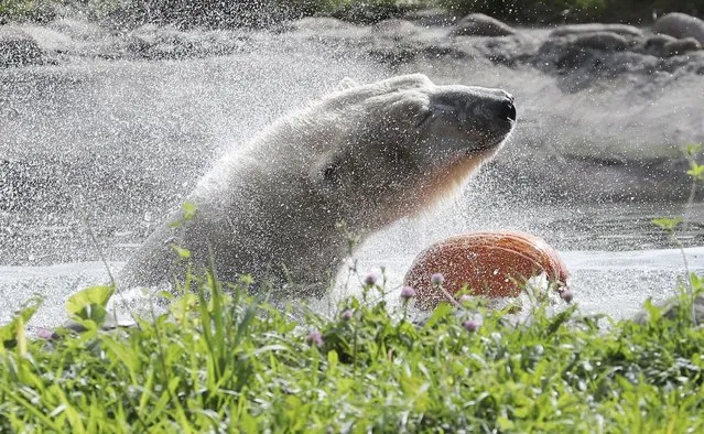 A polar bear shakes off as she holds a pumpkin at the Detroit Zoo, Wednesday, October 10, 2018, in Royal Oak, Mich. (Photo by Carlos Osorio/AP Photo)
