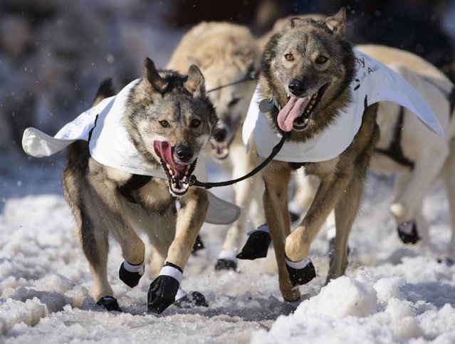 Richie Diehl team charges out of the chute over trucked-in snow at the 2015 ceremonial start of the Iditarod Trail Sled Dog race in downtown Anchorage, Alaska March 7, 2015. The timed portion of the race, which typically lasts nine days or longer, begins on Monday in Fairbanks, about 300 miles (482 km) away. Traditionally held in Willow, the timed start was moved to Fairbanks this year to accommodate an alternate trail selected after race officials deemed sections of the traditional path unsafe.    REUTERS/Mark Meyer  (UNITED STATES - Tags: SPORT ANIMALS SOCIETY)