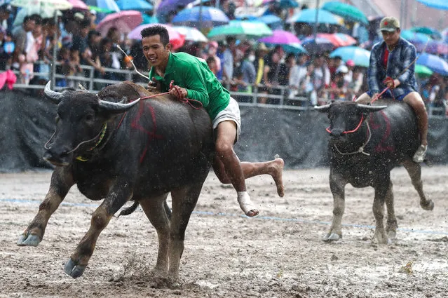 Vatanyu Yansri competes in Chonburi's annual buffalo race festival in Chonburi province, Thailand October 23, 2018. (Photo by Athit Perawongmetha/Reuters)
