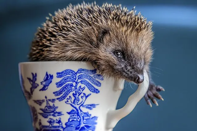 A two-week-old hoglet finds an unusual spot to sit at the Happy Hedgehogs rescue centre in Nidderdale, North Yorkshire in the second decade of September 2023. (Photo by James Glossop/The Times)