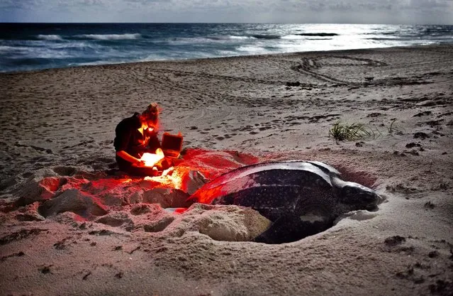 Biologist Kelly Martin records her measurements of Electra, a 5 1/2 foot leatherback turtle nesting on the beach behind the Seminole Golf Club course in Juno Beach. Martin uses a red light which is invisible to turtles. (Photo by Greg Lovett/The Palm Beach Post)