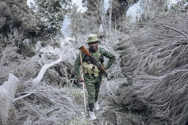 A ranger from the Virunga National Park climbs the slopes of the Nyiragongo volcano, north of Goma, the provincial capital of North Kivu, on June 11, 2021. Three weeks after Nyiragongo's May 22 eruption, which caused the death of about 30 people and the evacuation of nearly half a million residents of Goma, volcanologists from the Goma Volcanological Observatory climb to the top of the crater to assess volcanic activity. (Photo by Alexis Huguet/AFP Photo)