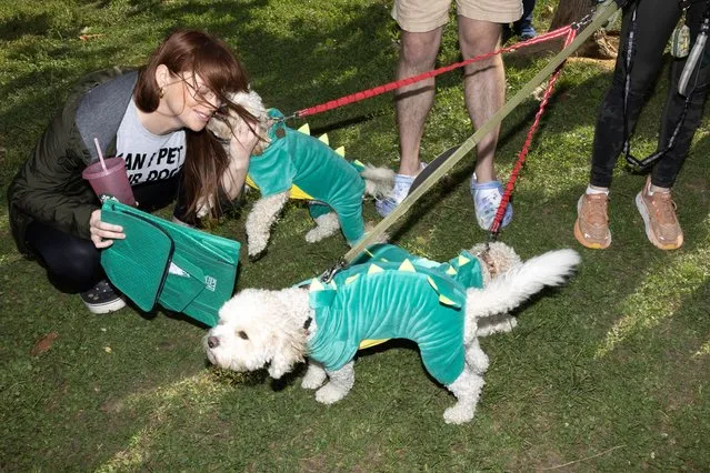 Charlie, dressed as a dinosaur, greets an attendee beside his siblings Teddy and Raleigh during the First Annual Kalorama Park Halloween Dog Parade on Saturday, October 21, 2023 in Kalorama Park near the Adams Morgan neighborhood of Washington. (Photo by Tom Brenner for The Washington Post)