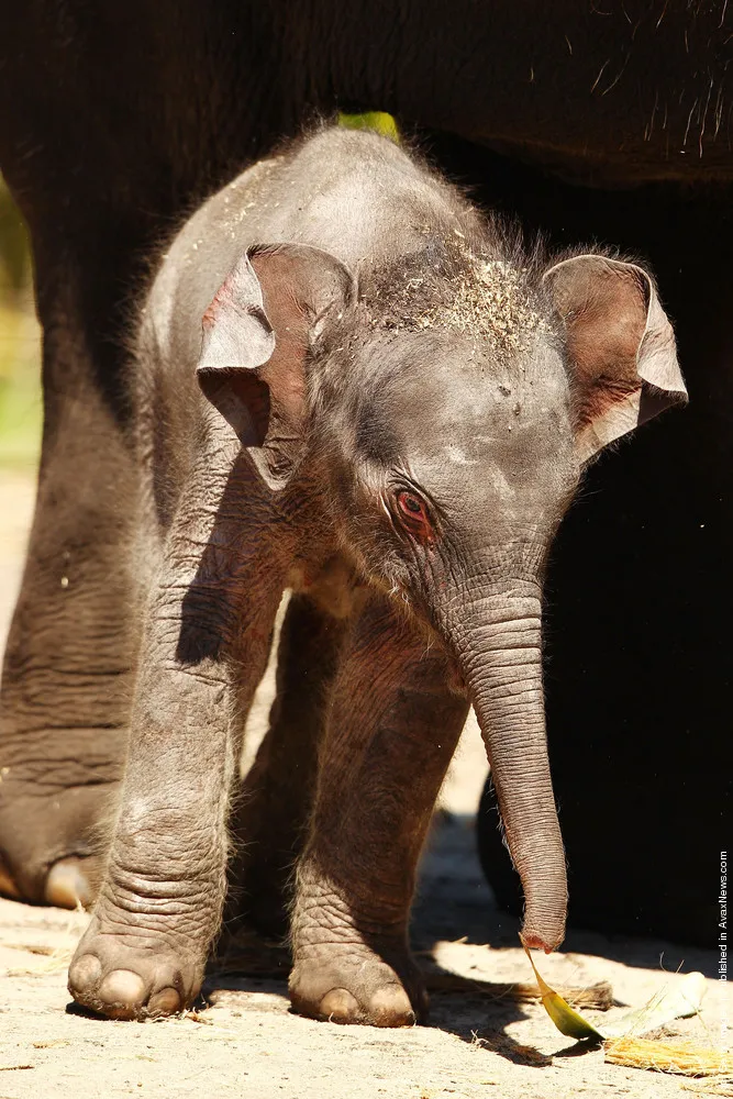 Taronga's First Female Baby Elephant Calf Ventures Outside The Paddock