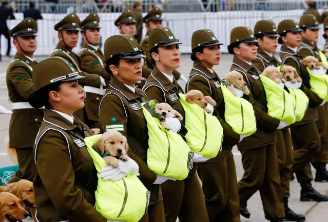 Chilean police officers march with the puppies of future police dogs during the annual military parade at the Bernardo O'Higgins park in Santiago, Chile, September 19, 2018. (Photo by Rodrigo Garrido/Reuters)