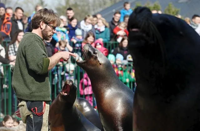 A zoo-keeper checks the mouth of a sea lion during the seal feeding show at Schoenbrunn zoo in Vienna April 10, 2015. (Photo by Heinz-Peter Bader/Reuters)