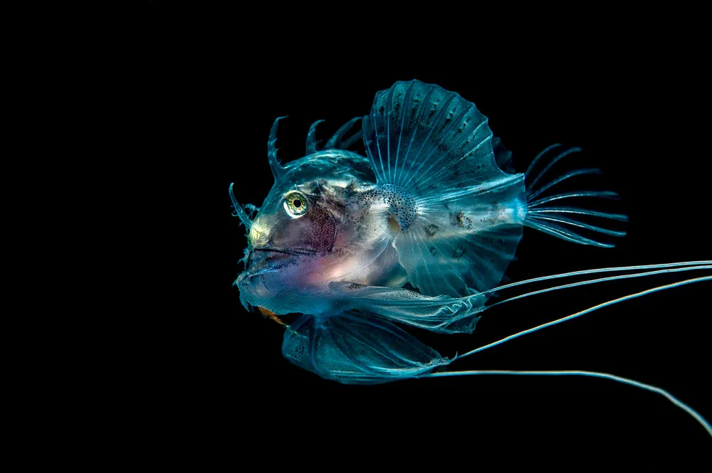 UK Underwater Photographer of the Year 2016 Winners