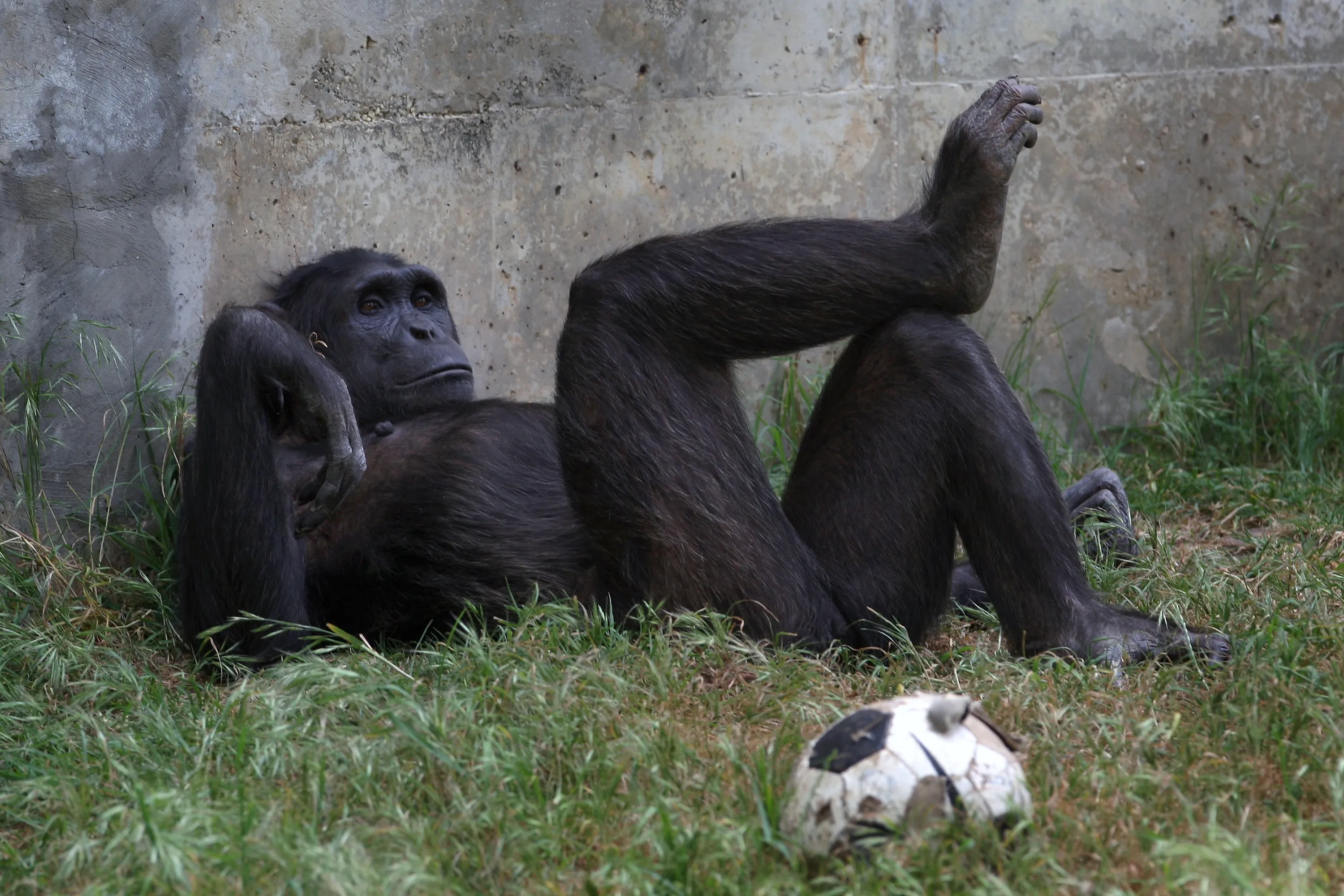 Забавный шимпанзе как правильно. Обезьяна лежит. Смешные обезьяны. Шимпанзе лежит.