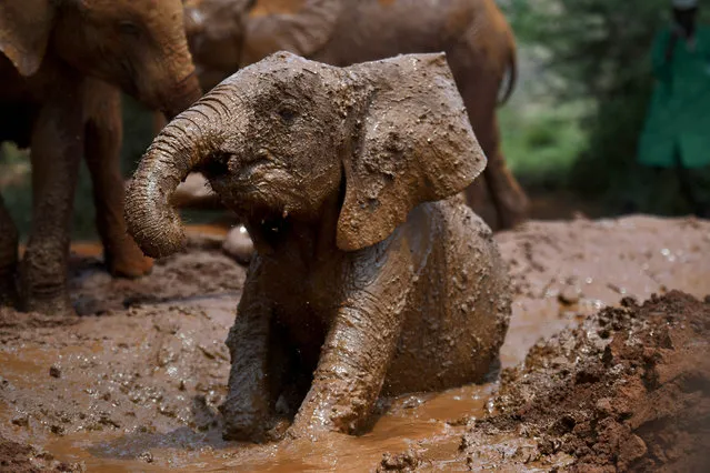 Dumbo the baby elephant is washed and fed by a keeper at the Sheldrick Wildlife Trust on January 19, 2019 in Nairobi, Kenya. The Sheldrick Wildlife Trust offer an adoption program for orphaned Elephants and Rhinos, and work across Kenya securing safe havens for wildlife. (Photo by Dave J. Hogan/Getty Images)