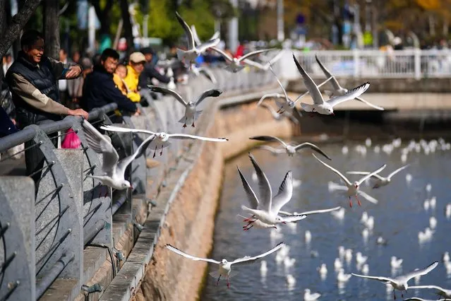 People feed black-headed gulls in Kunming City, southwest China's Yunnan Province on December 27, 2023. (Photo by Rex Features/Shutterstock)