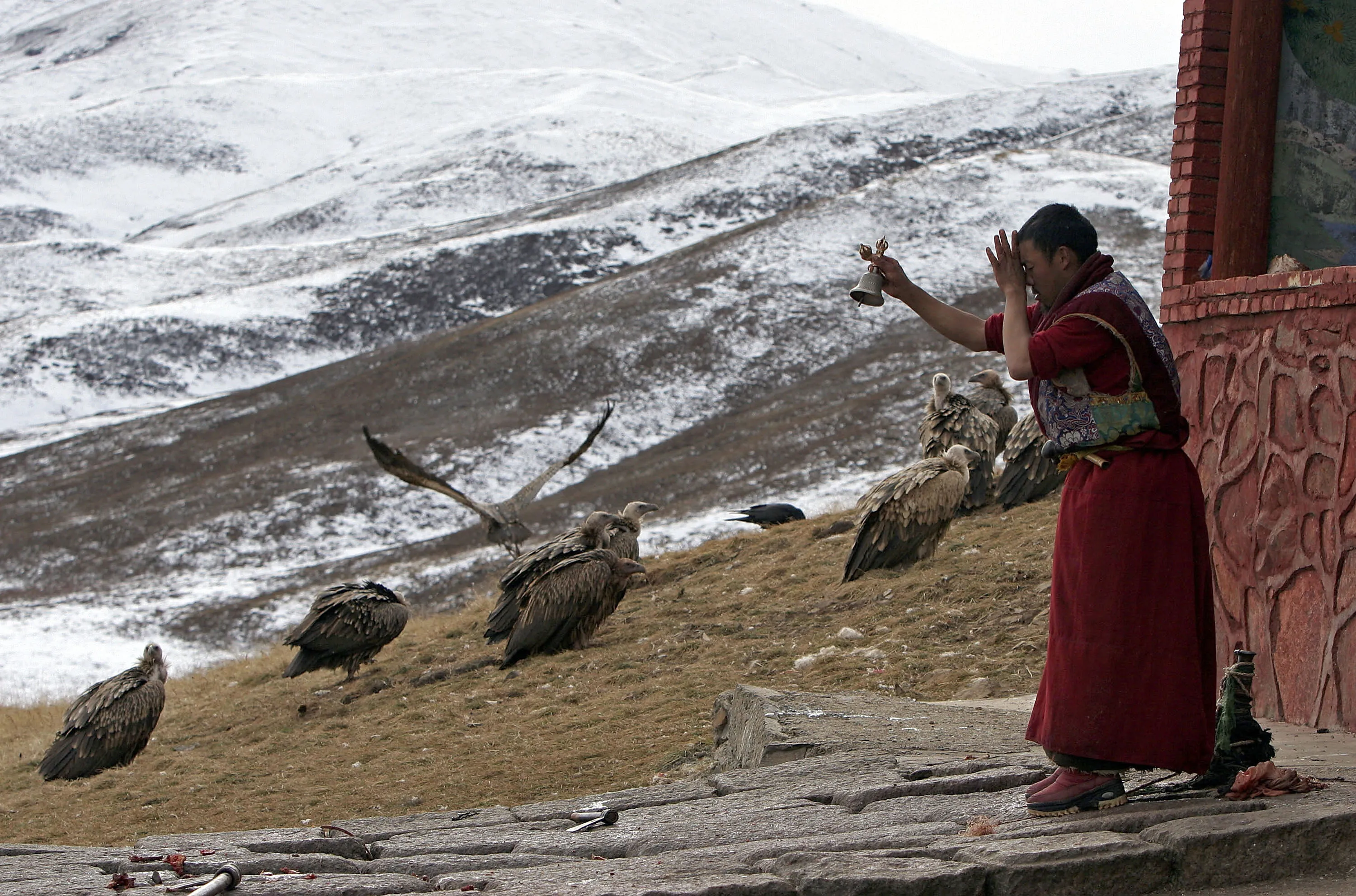 Птицы гималаев. Небесное погребение в Тибете. Небесные похороны Тибет. Небесное кладбище Тибете. Погребальная традиция Тибет.