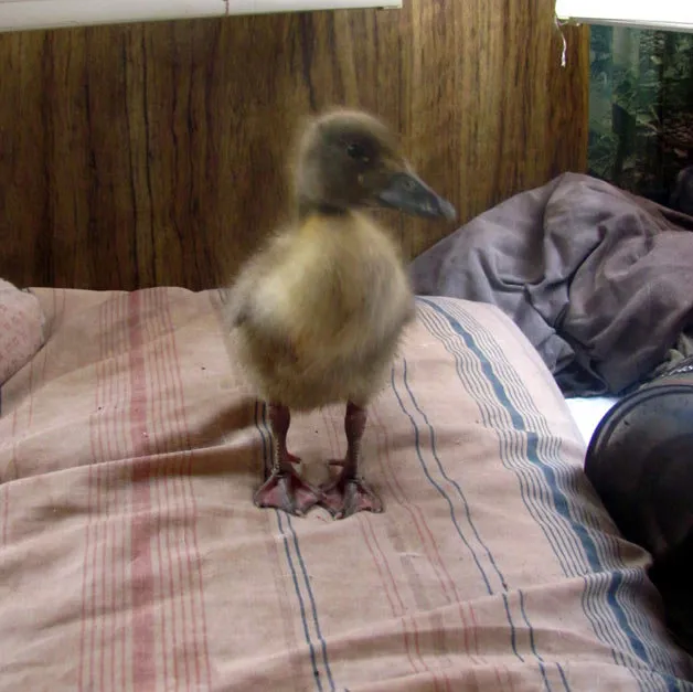 How This Man’s Saved A Duckling