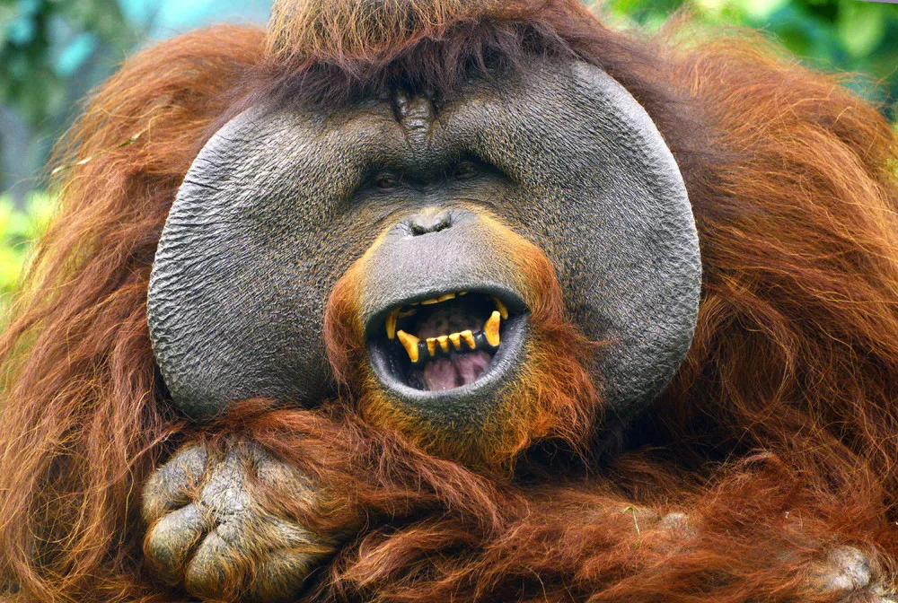 The Week in Pictures: Animals, April 17 – April 24, 2015