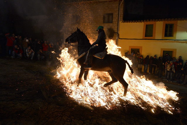A horse and rider jump over a burning pyre in the central Spanish village of San Bartolome de Pinares on January 16, 2014 during celebrations for the feast of Saint Anthony, patron saint of animals. Since time immemorial, the horses' owners have conditioned their beasts to pass through the flames marking a religious folklore deeming the process will cleanse the village of disease. (Photo by Gerard Julien/AFP Photo)