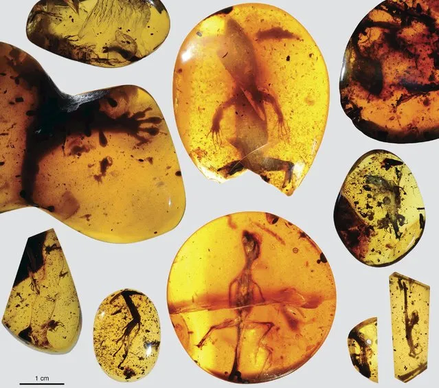 Various lizard specimens are shown preserved in ancient amber from present-day Myanmar in Southeast Asia, in this handout photo provided by the Florida Museum of Natural History on March 5, 2016. A fossilized lizard found in Southeast Asia preserved in amber dates back some 99 million years, Florida scientists have determined, making it the oldest specimen of its kind and a “missing link” for reptile researchers. (Photo by David Grimaldi/Reuters/Florida Museum of Natural History)