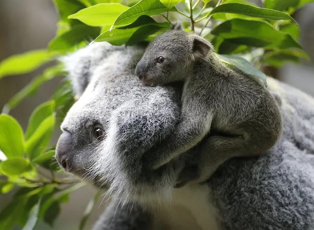 A six and a half month old koala joey sits on the mother Eora's back during a media opportunity at Duisburg Zoo in Germany, on January 22, 2014. The female koala has not yet been named and the zoo is  asking fans to vote for a name on a social networking site. (Photo by Frank Augstein/Associated Press)