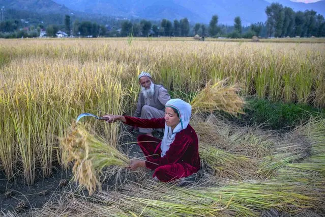 Kashmiri villagers harvest paddy at a rice field in Mingam village, northeast of Srinagar, Indian controlled Kashmir, Friday, September 24, 2021 Agriculture is the main source of food, income, and employment in rural areas. (Photo by Dar Yasin/AP Photo)