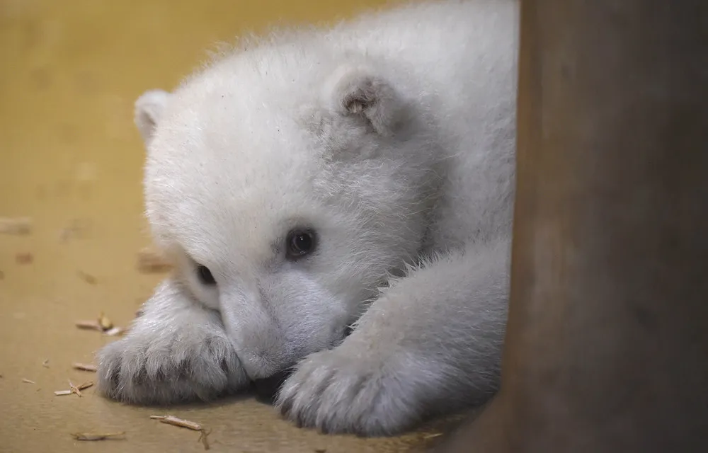 Polar Bear Cub is Unveiled at German Zoo