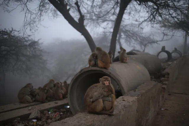 Monkeys huddle together by a roadside to keep warm early in the morning as they wait for charitable Hindus to feed them, in New Delhi, India, Thursday, January 30, 2014. Hindus believe that feeding monkeys bring them the blessings of Hindu monkey god, Lord Hanuman. (Photo by Saurabh Das/AP Photo)