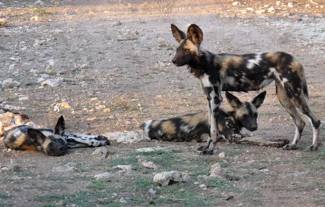 In this picture taken on Saturday, February 20, 2016, African wild dogs are seen at private game lodge in Limpopo-Lipadi, Botswana. The African wild dog, an endangered species with big ears and a patchy white, yellow and black pelt, is a footnote to other imperiled animals such as the lion and rhino, which are viewed as having gravitas that the wild dog supposedly lacks. Limpopo-Lipadi has 17 wild dogs; the population was reduced to half a dozen around the end of 2014 because of rabies, but recovered with the birth of pups.  (Photo by Christopher Torchia/AP Photo)