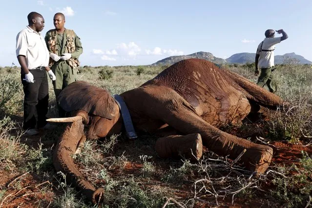 Kenya Wildlife Service and Save The Elephants staff stand next to an elephant as they undertake the collaring of ten elephants ranging near the Standard Gauge Railway to fit them with advanced satellite radio tracking collars in Tsavo National Park, Kenya March 15, 2016. (Photo by Goran Tomasevic/Reuters)