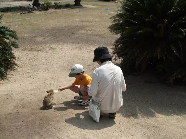 Rabbit Island in Japan