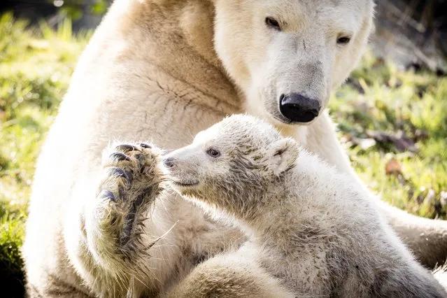 A Polar bear Frimas with her newborn cub made their first appearance in the outdoor enclosure at Dierenrijk Zoo in Mierlo, the Netherlands, 07 March 2024. The cub, born in November 2023, has not yet been named, as the gender is still unknown. (Photo by Rob Engelaar/EPA/EFE/Rex Features/Shutterstock)